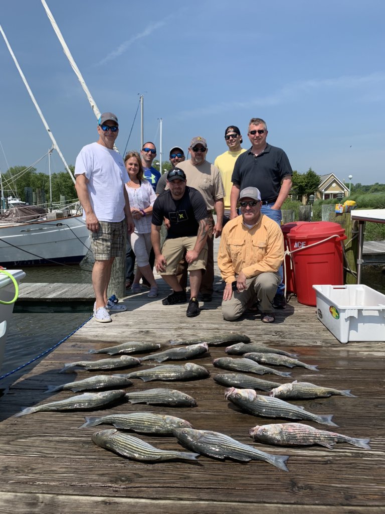 Late Spring Rockfish Chesapeake Bay Fishing Charter Boat Wound Tight