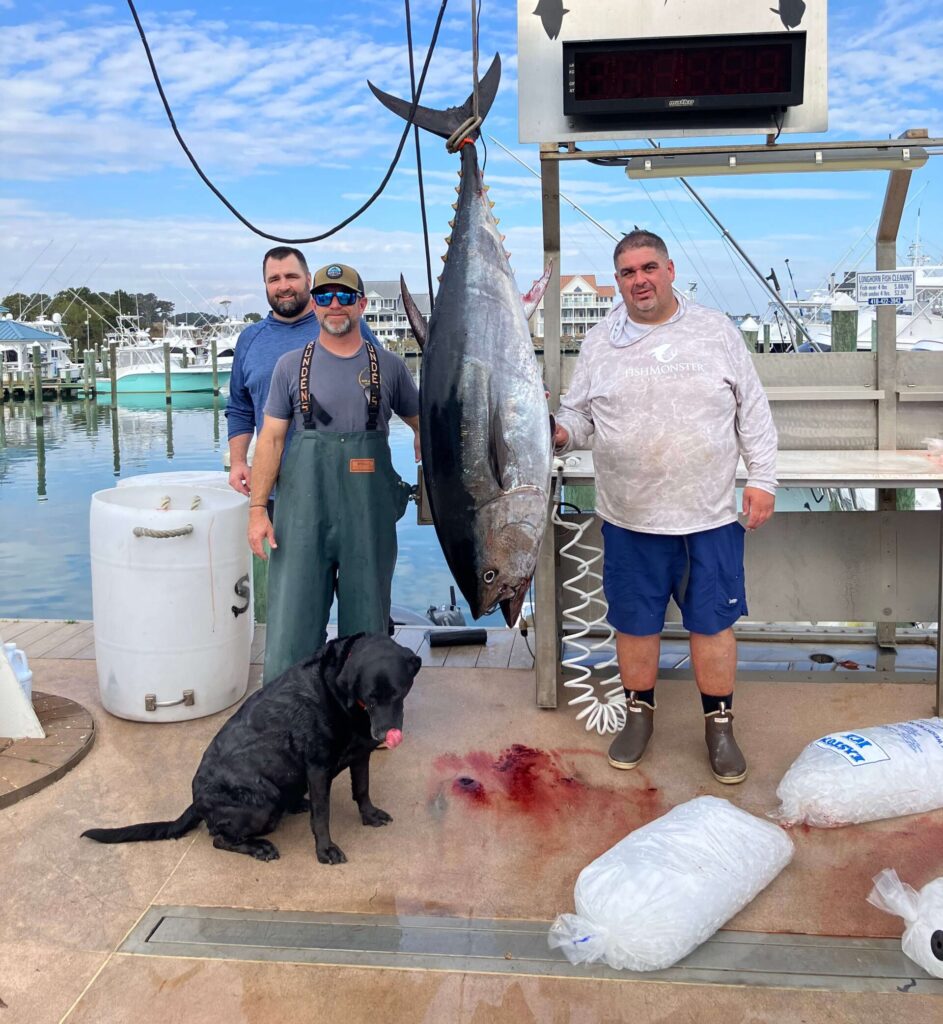 Massive Bluefin Tuna landed by Wound Tight Charters at Sunset Marina!